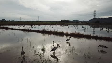 Fliegen-Sie-über-Den-Asiatischen-Openbill-Im-überfluteten-Reisfeld.
